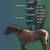 APHA Filly 4 thumbnail