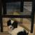 Shih Tzu Puppies 6 thumbnail