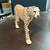 Cheetah toy 2 thumbnail