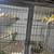 Canaries 1 thumbnail