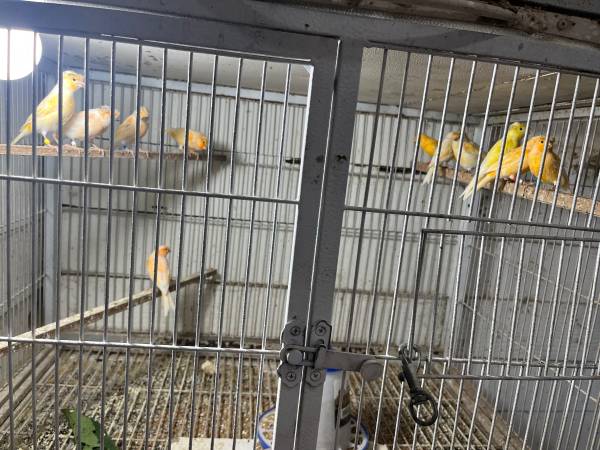 Canaries 1
