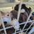 New Zealand Rabbits 8 thumbnail
