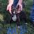 Bull Terrier Puppies 2 thumbnail