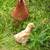 Chickens 1 thumbnail