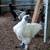 Chickens for sale 1 thumbnail
