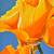 Alex Nizovsky - Californian Poppy #3 - Modern Floral Art USA 18"x24" 1 thumbnail