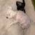 rehoming 2 kittens 7 thumbnail