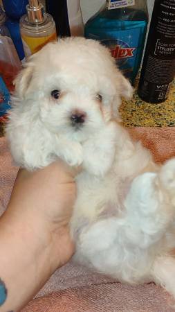 Cachorro macho maltés (Gasden)63690952215171121