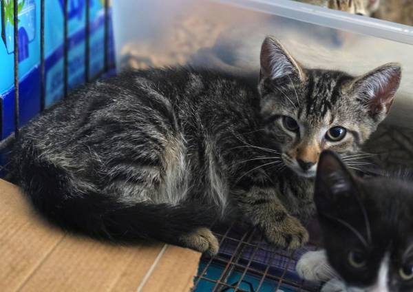 Kittens buscando hogares (Naples)576494219035955202
