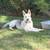 Rehoming German Shepherd Puppy 4 thumbnail