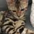 Bengal kittenLovely 1 thumbnail
