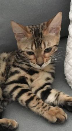 Bengal kittenLovely 1