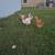 Chickens for sale. 1 thumbnail