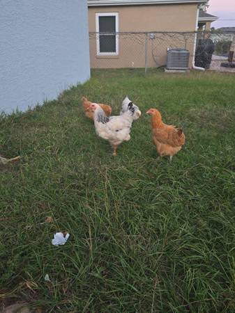 Chickens for sale. 1