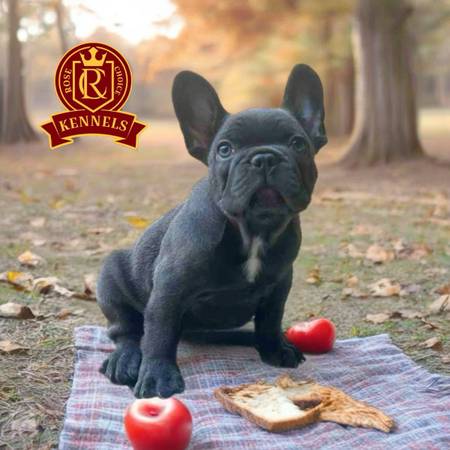 Frenchie puppy 1