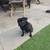 Pug 3 thumbnail