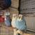 5 Parakeets 5 thumbnail