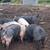 Pigs 5 thumbnail