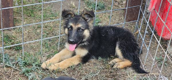 German shepherd puppy,  saddle back 1