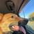 Rehoming dog 4 thumbnail