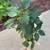 $5 Each Perilla Shiso Asian Japanese Chinese Vietnamese Herb 3 thumbnail