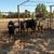 Angus/ Wagyu bulls 2 thumbnail