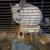 Chinchilla 1 thumbnail