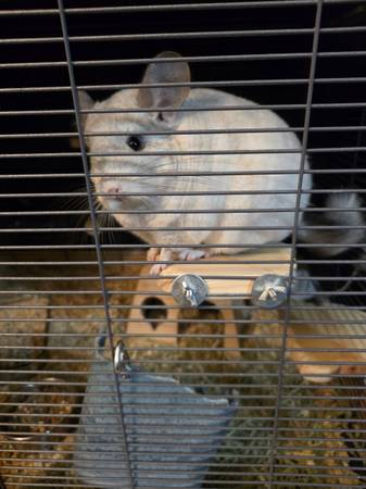 Chinchilla 1