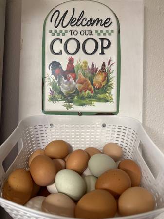 Fresh farm daily eggs 1