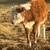 Hereford and Baldy calves 22 thumbnail