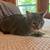 Male Cat 1 thumbnail