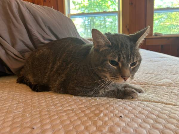 Male Cat 1