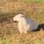 Katahdin ram 2 thumbnail
