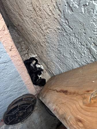 Mama cat & kittens (San ysidro)63914315100675121