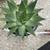 Spiral aloe (aloe polyphylla) succulents 2 thumbnail