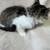 Kitten 2 thumbnail