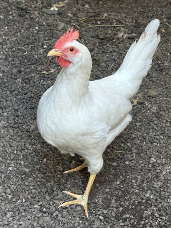 Layer  hens 1