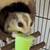 Sugar glider 4 thumbnail