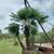 PALM TREES 🌴  NEGOTIABLE !!! GREAT LOOK TO YOUR HOME/BUISNESS 3 thumbnail