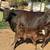Vaca angus y holstein con su vecerro en benta para mas infomacion llamar o manda 5 thumbnail