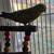 2 parakeets bonded 2 thumbnail
