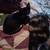 Female kitten 4 thumbnail