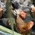 Meat Birds, 6 thumbnail