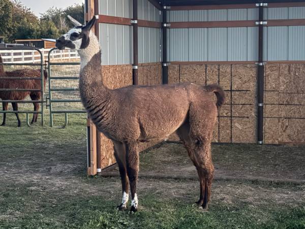 Llamas 1