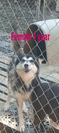 Female Siberian Husky free 1