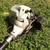 ECHO  SRM 210 WEED EATER 3 thumbnail