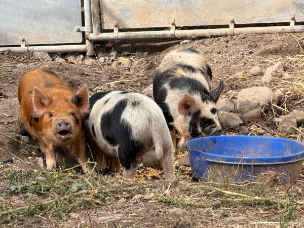 Kune Kune Pigs 1