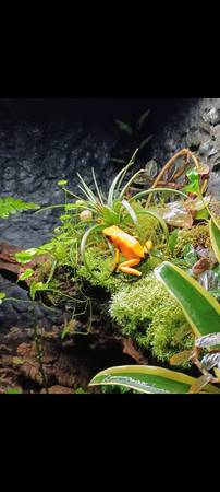¿Terrario Exo Terra completamente plantado con ranas dardo (ciudad de League)?