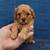 Cavapoos 16 thumbnail