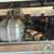 Bertazzoni 48" Stainless Hood 4 thumbnail